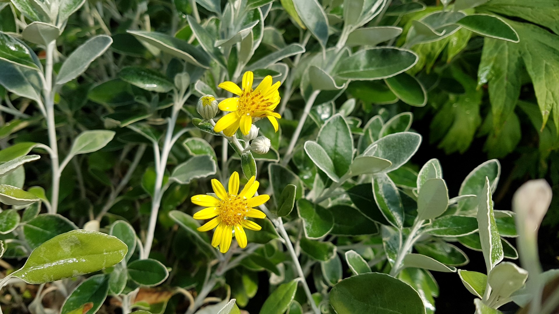 Brachyglottis 'Sunshine'